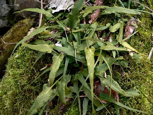 {Asplenium rhizophyllum}